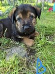 Blandras Shepweiler