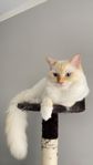 Renrasig Ragdollhane