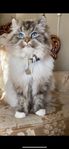 Brittisklånghår Chincilla Perser Maine Coon Ragdoll
