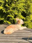 Omplacering hund chichuaha & Chinese crested hund