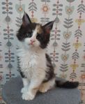 Kelig Maine Coon kattunge -Hona .