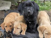 blandras Hund. Jaktlabrador och Dalmatiner