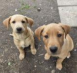 blandras Hund. Jaktlabrador och Dalmatiner 