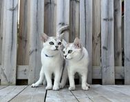 Kattungar