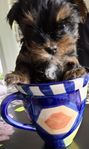 mini yorkshireterrier teacup valpar