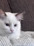 Ragdoll Kattunge