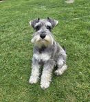 Dvärgschnauzer ung tik