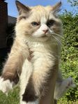 Ragdoll stamtavla hane
