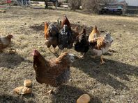 Gold laced Wyandotte Höns 6st