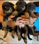 rottweiler valpar