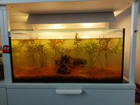 akvarium 42 liter