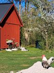 svartvingad påfågel