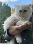 Chinchilla perser, renrasig hona leveransklar
