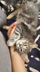 Maine Coon hona med stamtavla