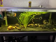 600l akvarium 