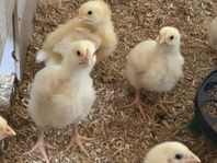 kycklingar broiler