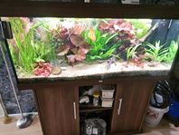 juwel rio 240l