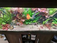 juwel rio 240l