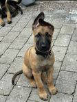 Malinois/Holländare hane