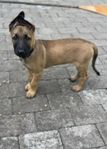 Malinois/Holländare hane
