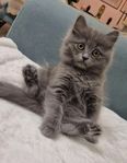 kattungar 