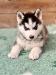 Underbara Siberian Husky valpar Sällskapsavlade