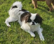 Japanese chin hane valp