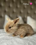 Miniature Lion Lop