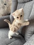 kattungar 