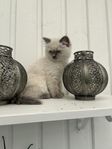 Renrasig Ragdoll 