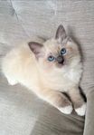 Ragdoll med stamtavla.