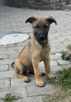 Lillan - Malinois/Holländare