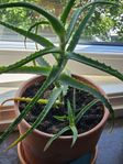 Magiska Aloe vera med kruka