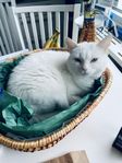 Omplacering av vit huskatt 6 år
