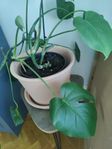 Monstera