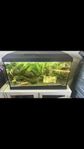 Akvarium med fiskar och tillbehör 