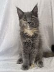 Maine coon hona med stamtavla 