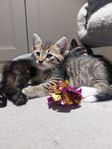 Kattunge