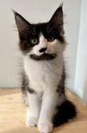 Renrasig Norsk Skogkatt med Stamtavla