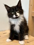 Renrasig Norsk Skogkatt med Stamtavla 