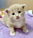 Renrasig Norsk Skogkatt med Stamtavla