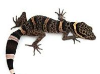 Grottgecko