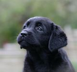 Labradorvalpar