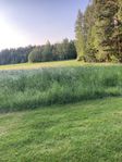 Hö på rot bortskänkes
