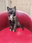 Kattunge 