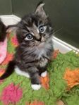 Kattungar