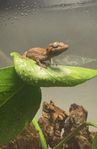 Gargoyle geckos 