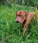 Douge de bordeaux tikar