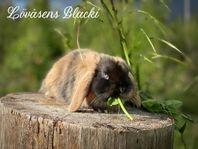 Lövåsens Blacki- hona 