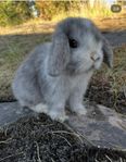 Minilop tös